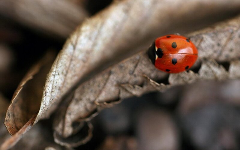Ladybug on Dry Leaf — Red, Natural, Autumn, Photograph, Insect, Black