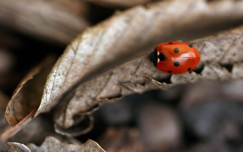 Ladybug on Dry Leaf — Red, Natural, Autumn