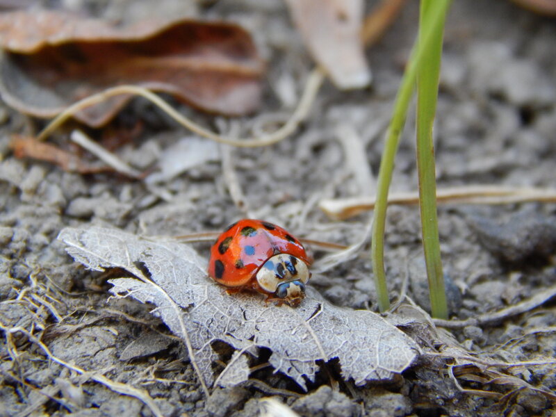 Ladybug on Dry Leaf — Red, Natural