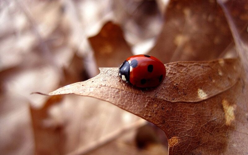 Ladybug on Dry Leaf