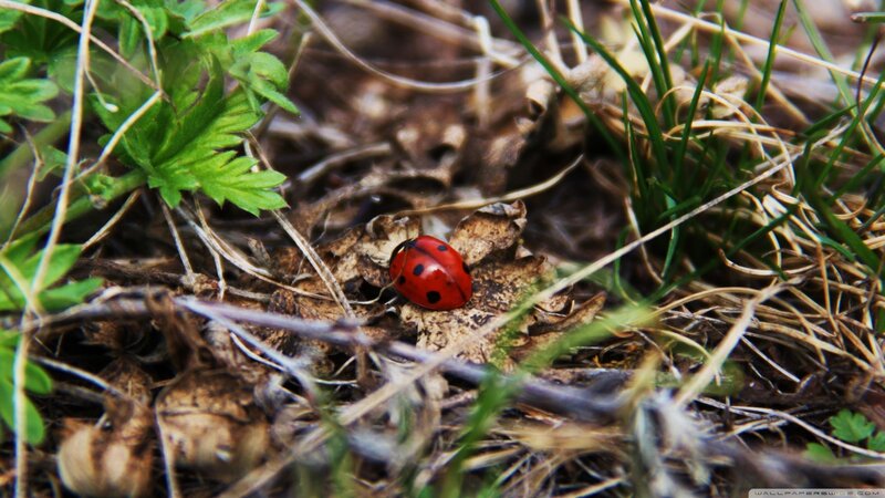 Ladybug on Dry Leaves