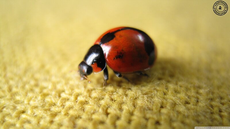 Ladybug on Fabric — Red, Calm, Photograph