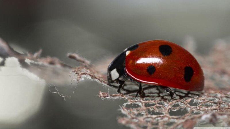 Ladybug on Fabric — Red, Calm