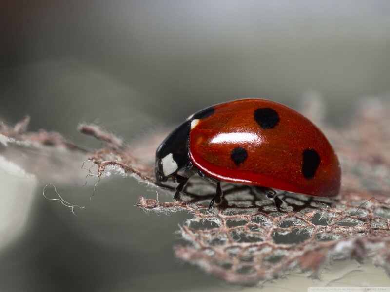 Ladybug on Fabric — Red