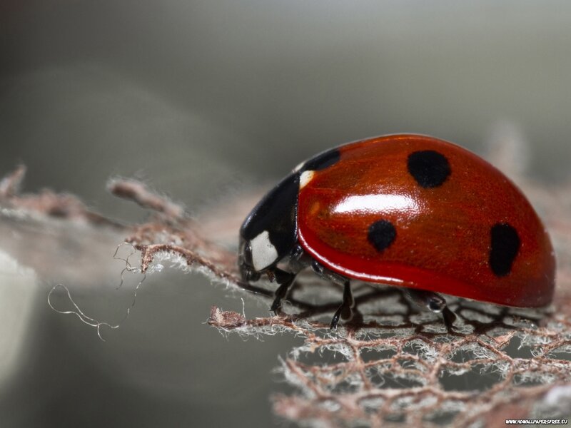 Ladybug on Fabric