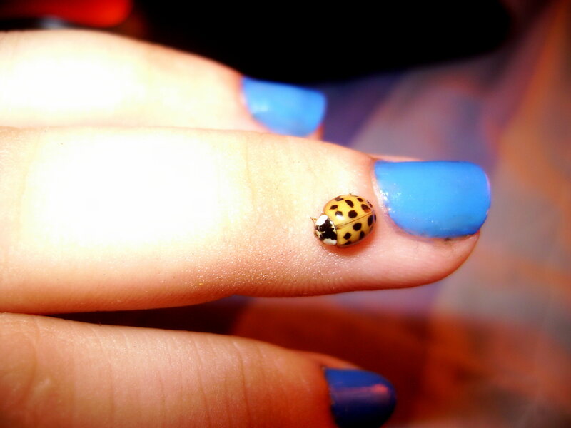 Ladybug on Finger