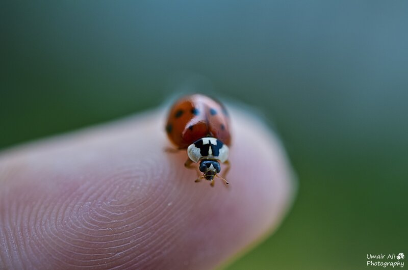 Ladybug on Fingertip — Red
