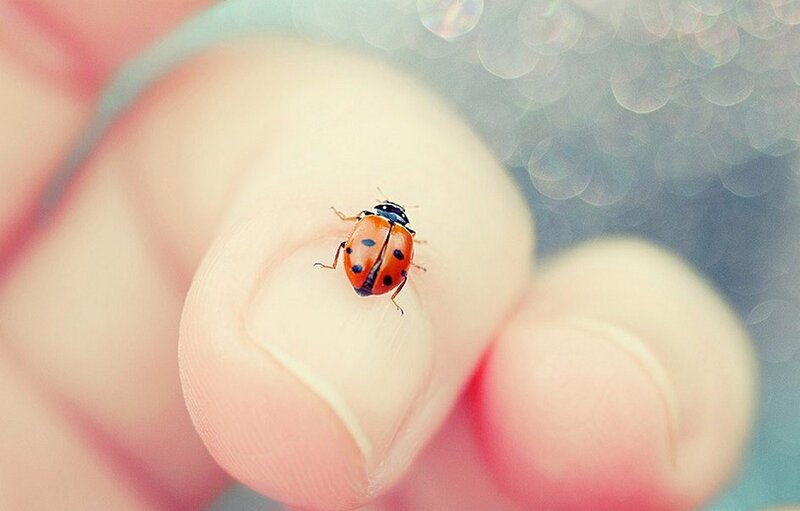 Ladybug on Fingertip