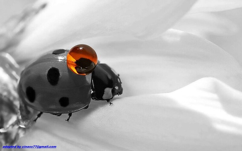 Ladybug on Flower — Black