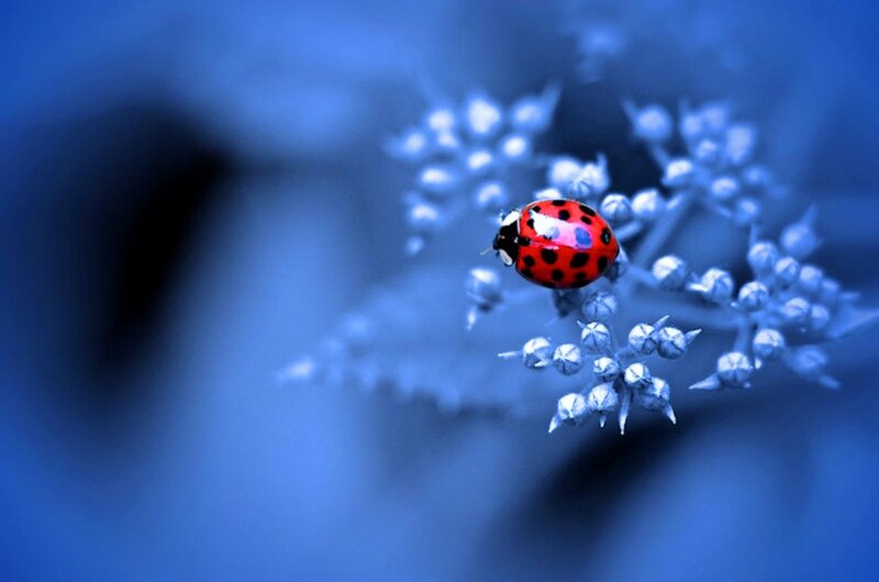 Ladybug on Flower — Blue