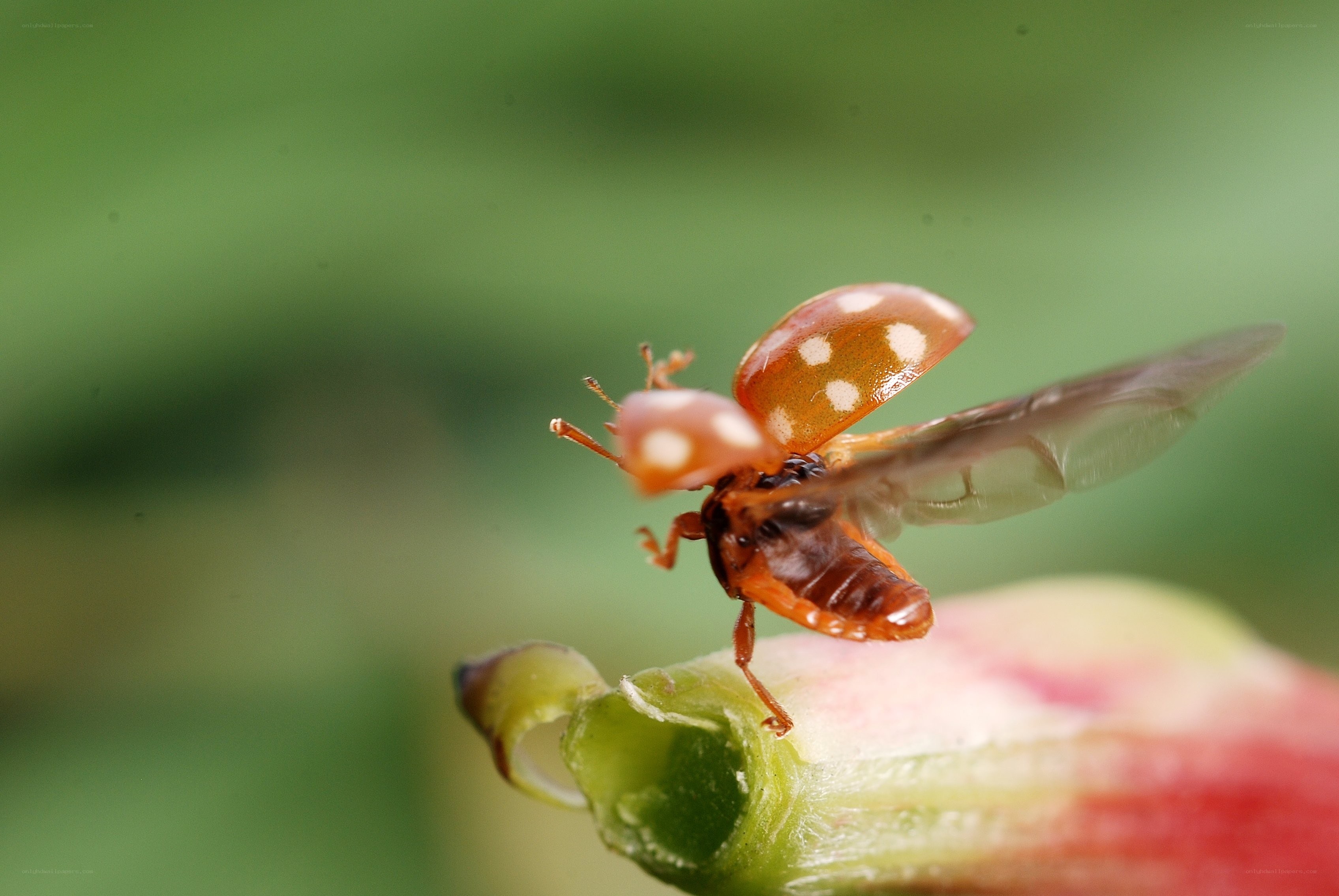 ladybug on flower bud