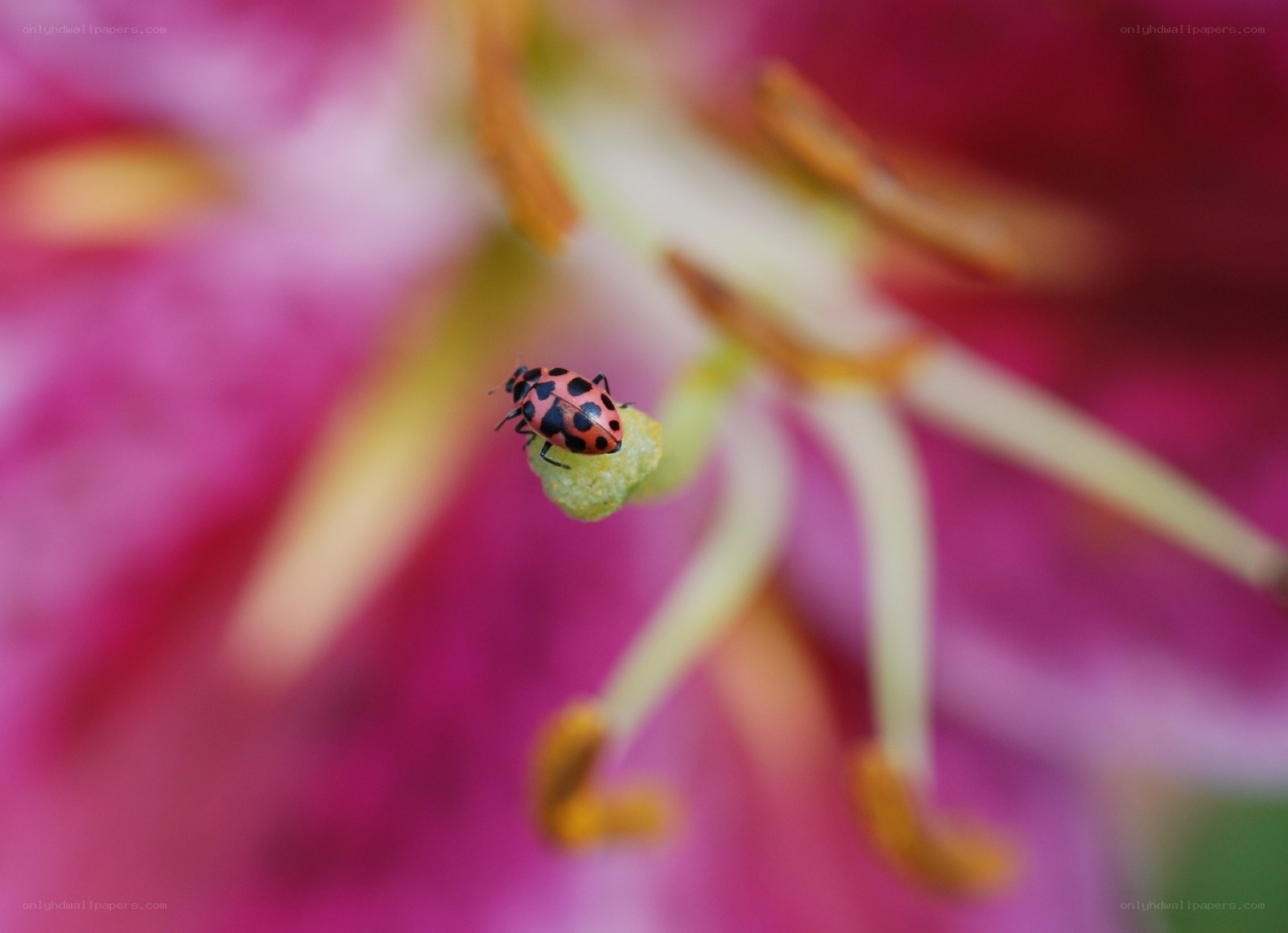 ladybug on flower bud
