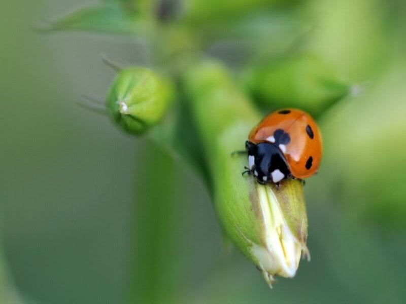 Ladybug on Flower Bud — Green