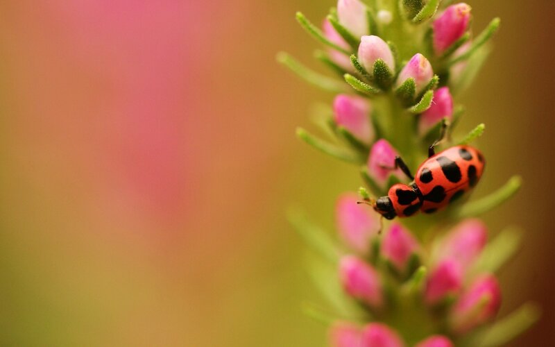 Ladybug on Flower Bud — Pink