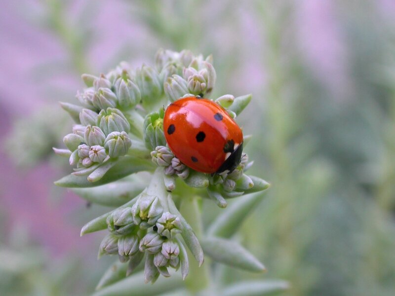 Ladybug on Flower Bud — Red, Calm