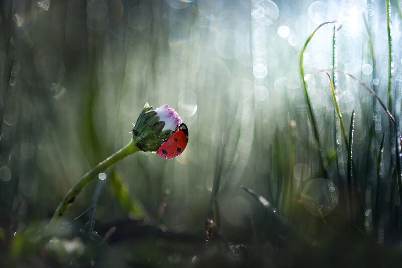 Ladybug on Flower Bud — Red, Serene