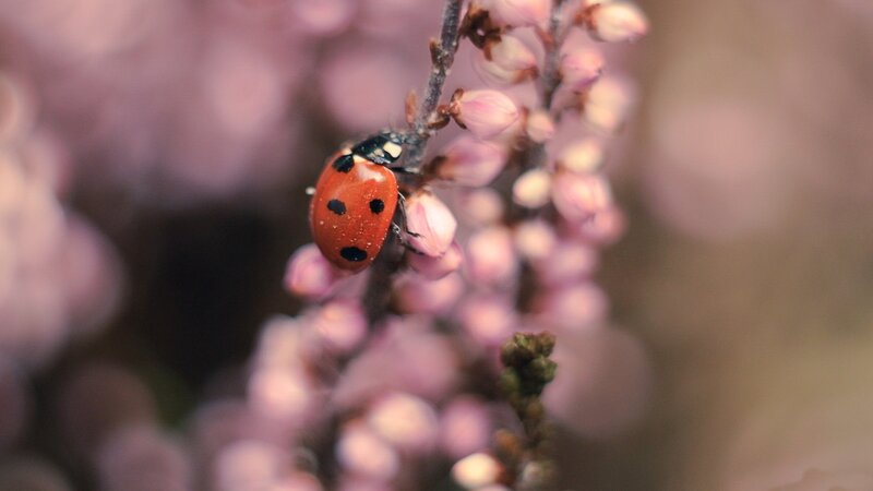 Ladybug on Flower Bud — Red