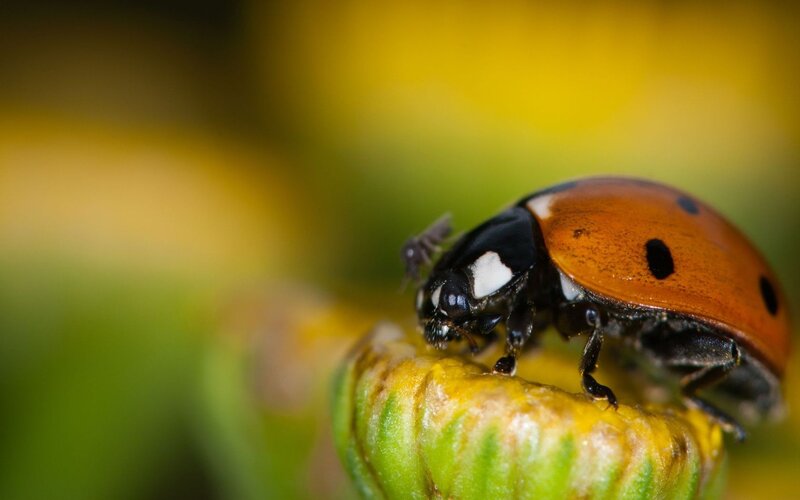 Ladybug on Flower Bud — Yellow, Natural
