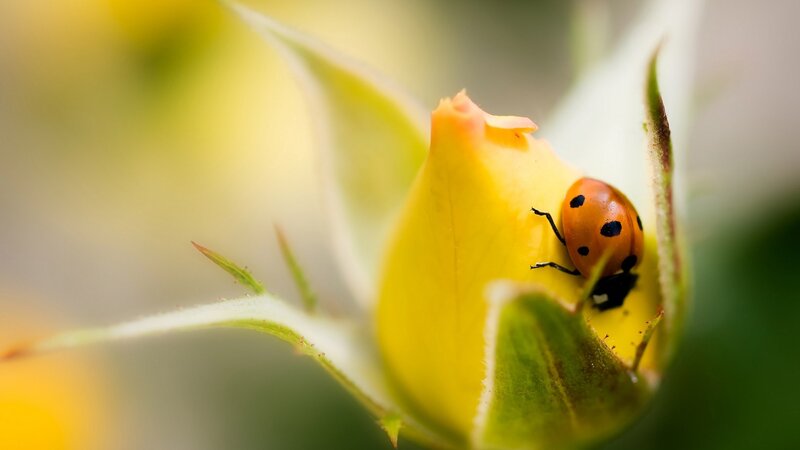 Ladybug on Flower Bud — Yellow, Serene