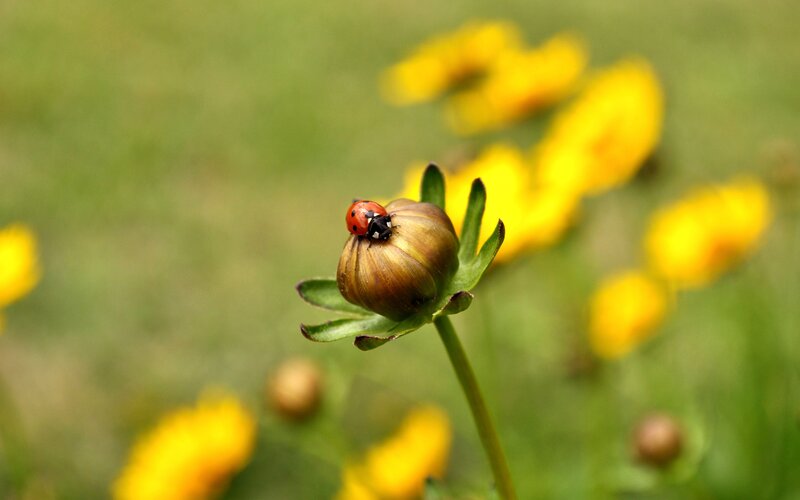 Ladybug on Flower Bud — Yellow