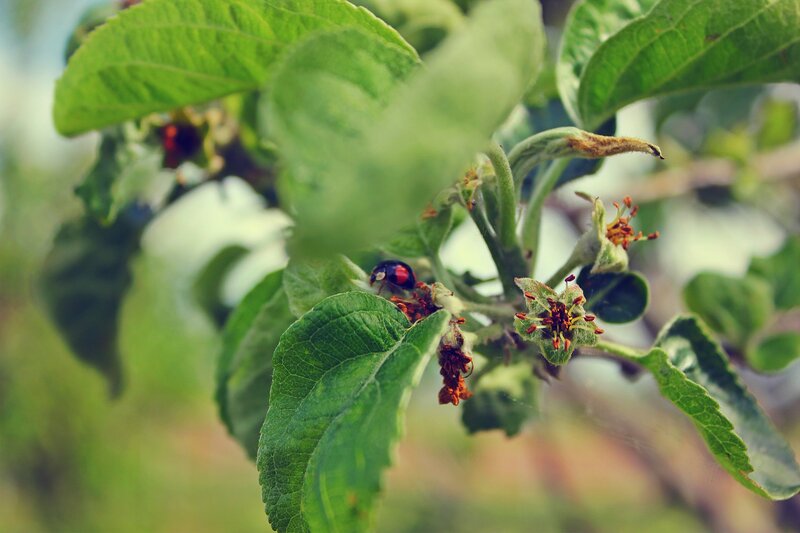 Ladybug on Flower Buds — Green