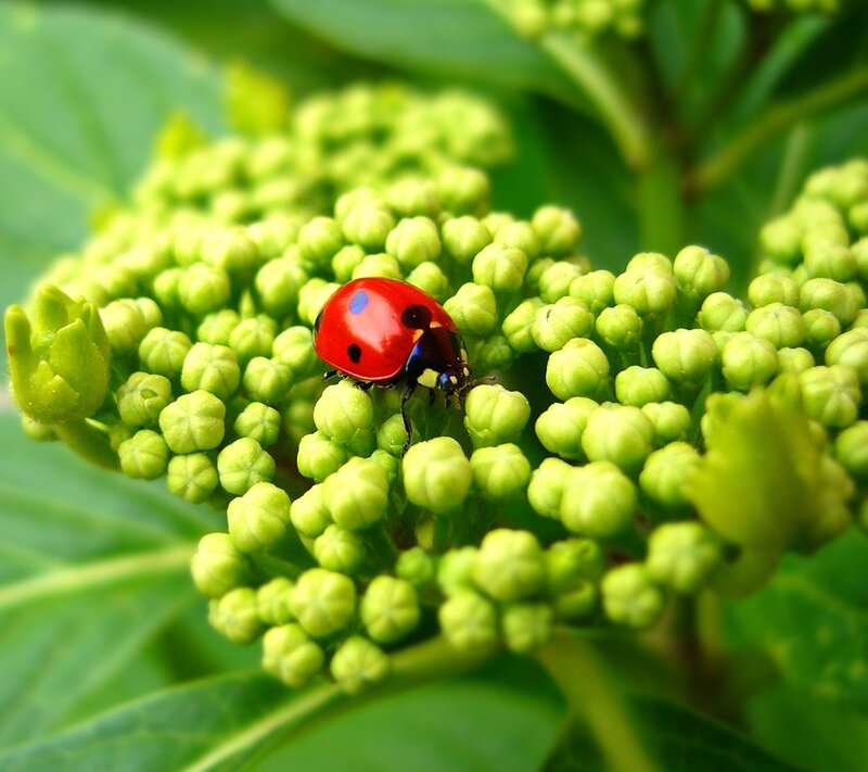 Ladybug on Flower Buds — Red