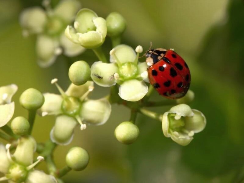 Ladybug on Flower Buds