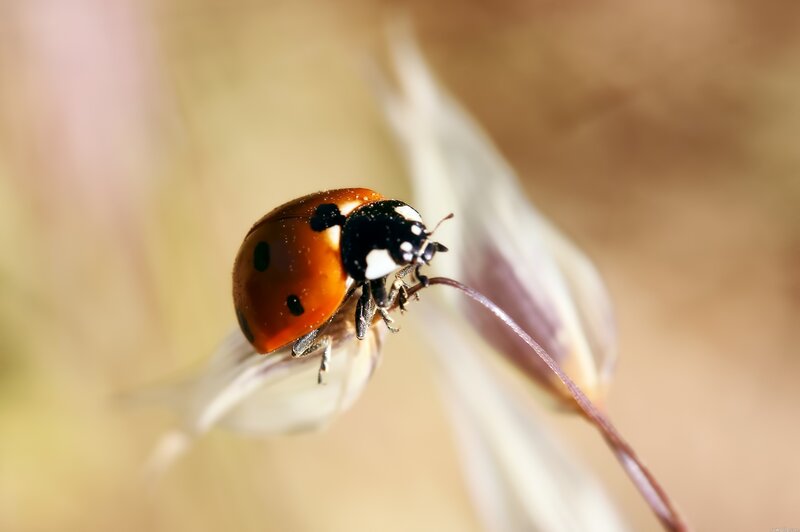 Ladybug on Flower — Calm