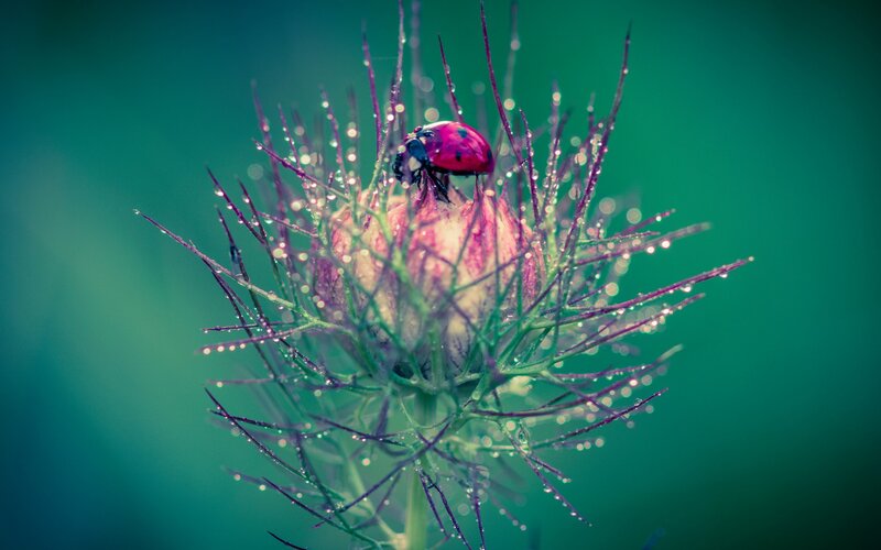 Ladybug on Flower — Green