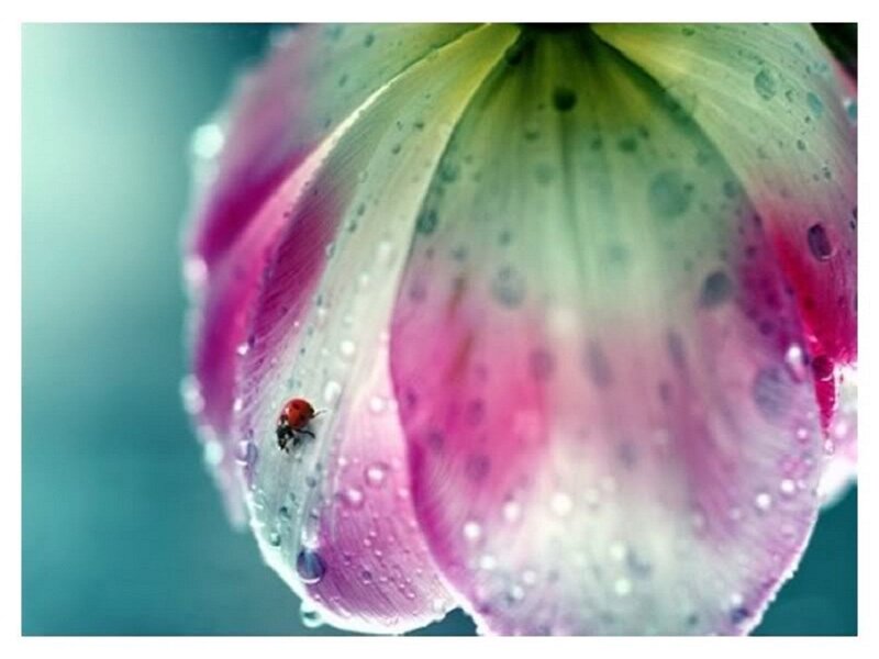Ladybug on Flower Petal — Pink