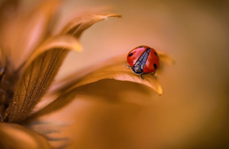 Ladybug on Flower Petal — Red, Calm
