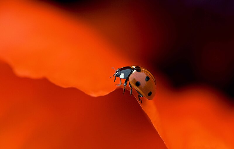 Ladybug on Flower Petal — Red, Dramatic, Photograph