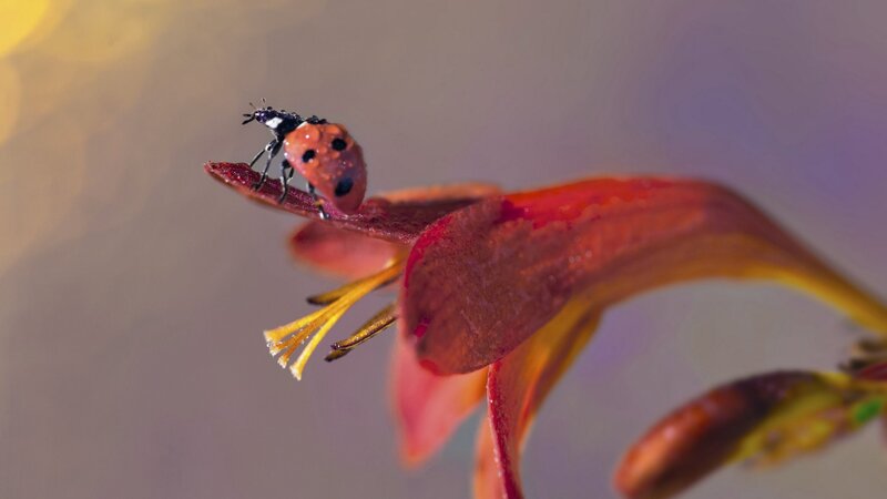 Ladybug on Flower Petal — Red, Serene