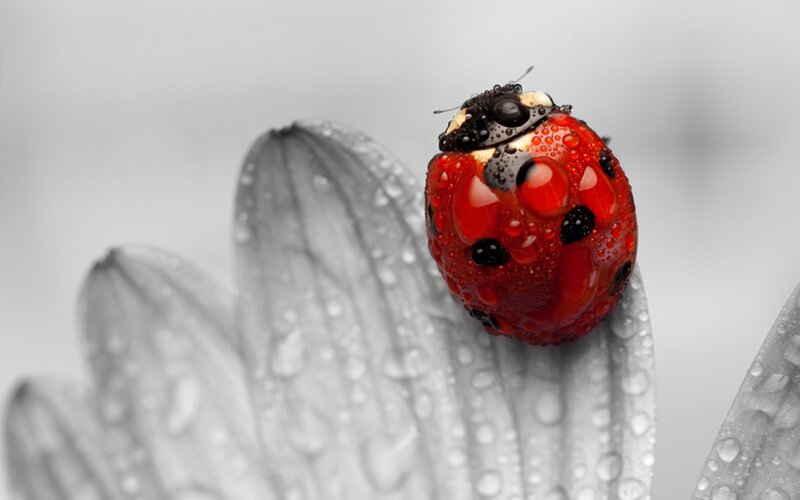 Ladybug on Flower Petal — Red