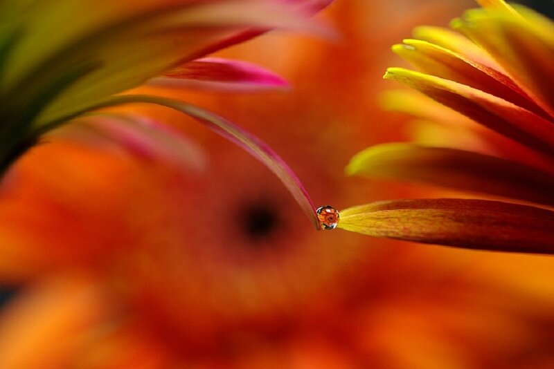 Ladybug on Flower Petal