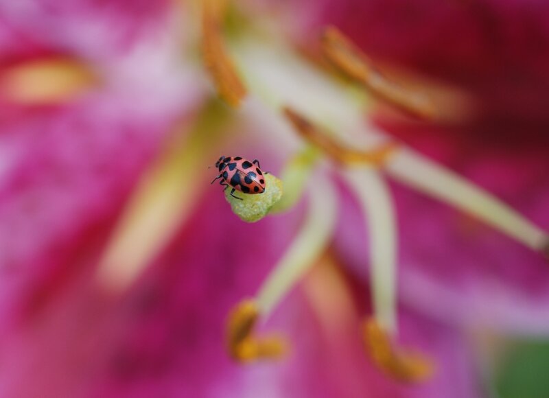 Ladybug on Flower — Pink