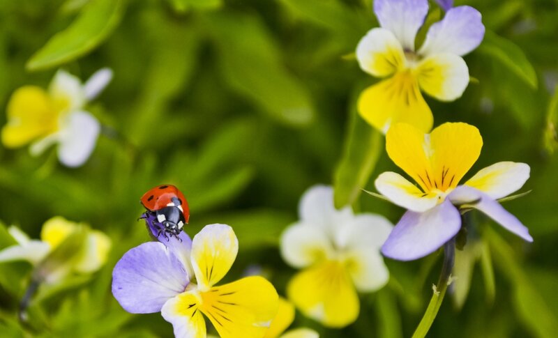 Ladybug on Flower — Purple