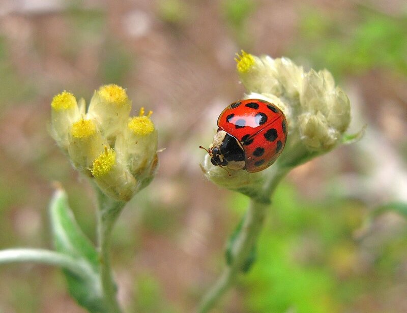 Ladybug on Flower — Red, Calm, Afternoon, Photograph, Insect