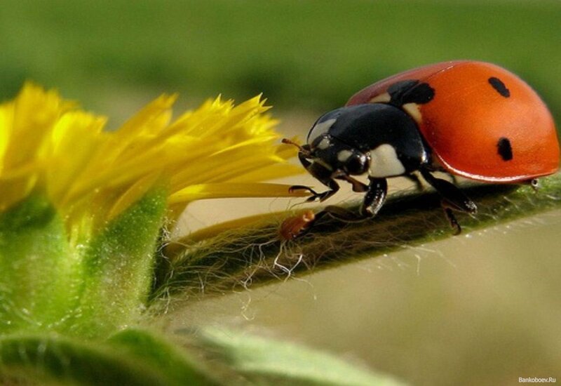 Ladybug on Flower — Red, Calm, Afternoon, Photograph, Stem