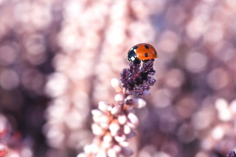 Ladybug on Flower — Red, Calm, Afternoon, Photograph
