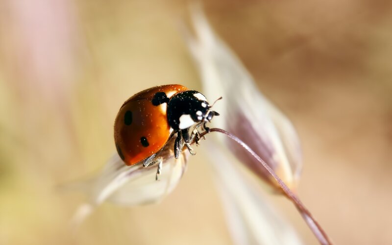 Ladybug on Flower — Red, Calm, Afternoon
