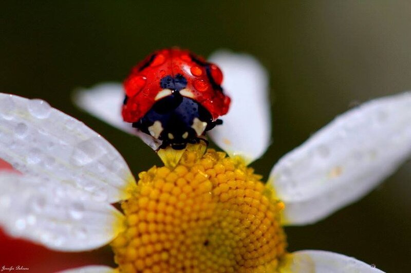 Ladybug on Flower — Red, Calm, Morning