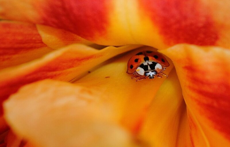 Ladybug on Flower — Red, Calm, Photograph, Insect