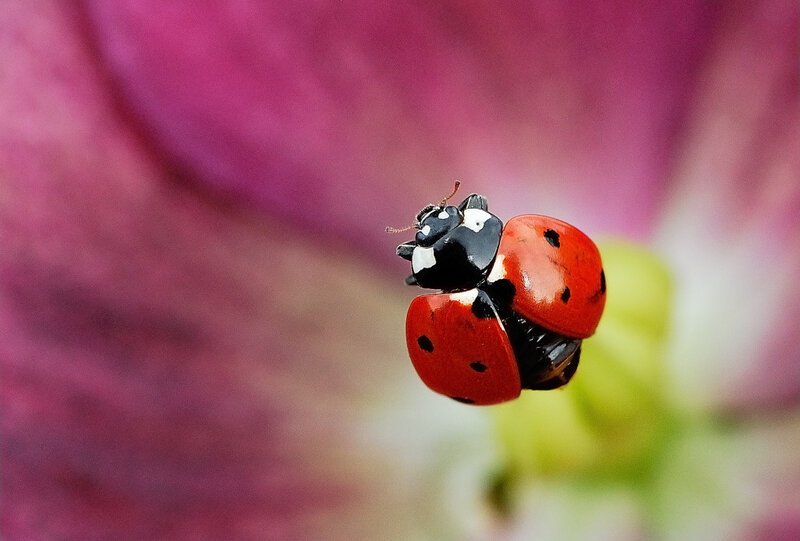 Ladybug on Flower — Red, Calm, Photograph
