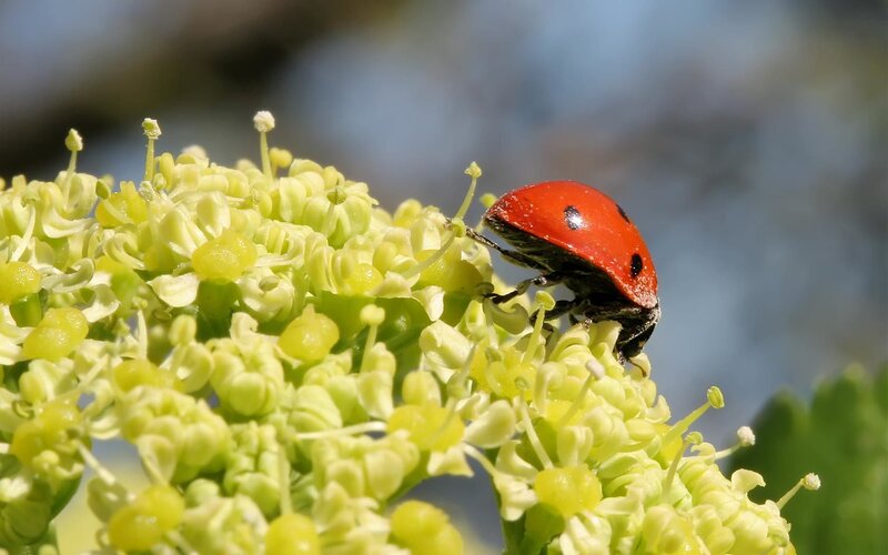Ladybug on Flower — Red, Calm, Spring, Photograph