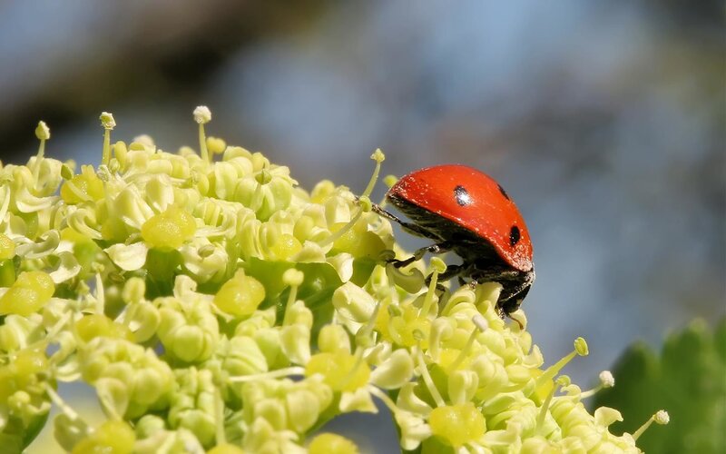 Ladybug on Flower — Red, Calm, Spring