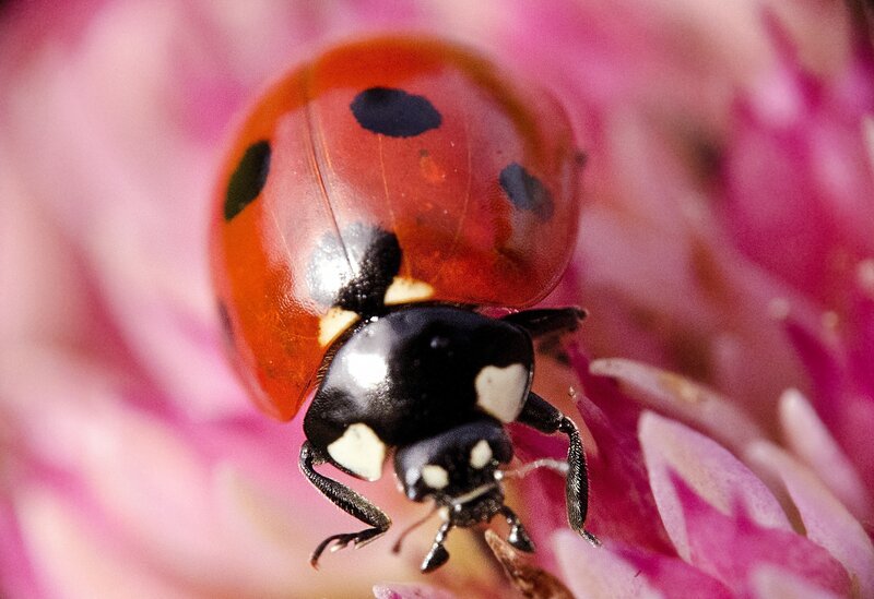 Ladybug on Flower — Red, Calm, Summer