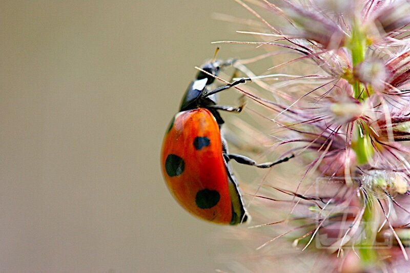 Ladybug on Flower — Red, Calm