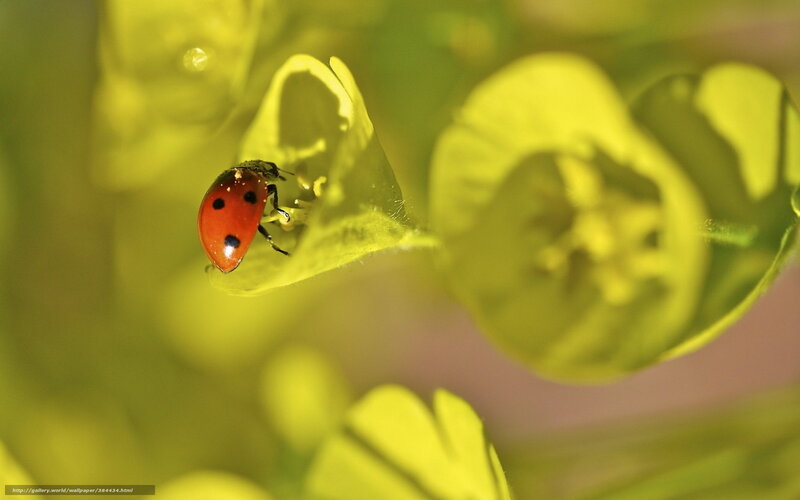 Ladybug on Flower — Red, Serene