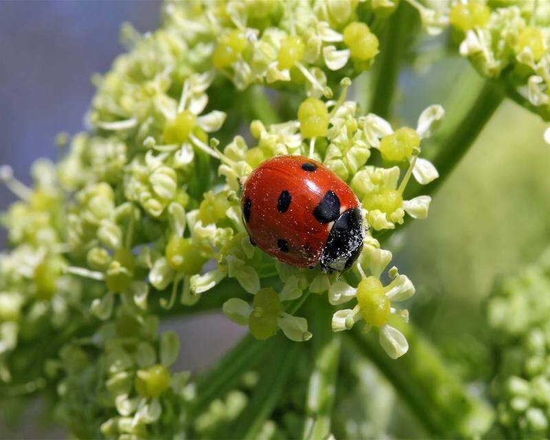 Ladybug on Flower — Red